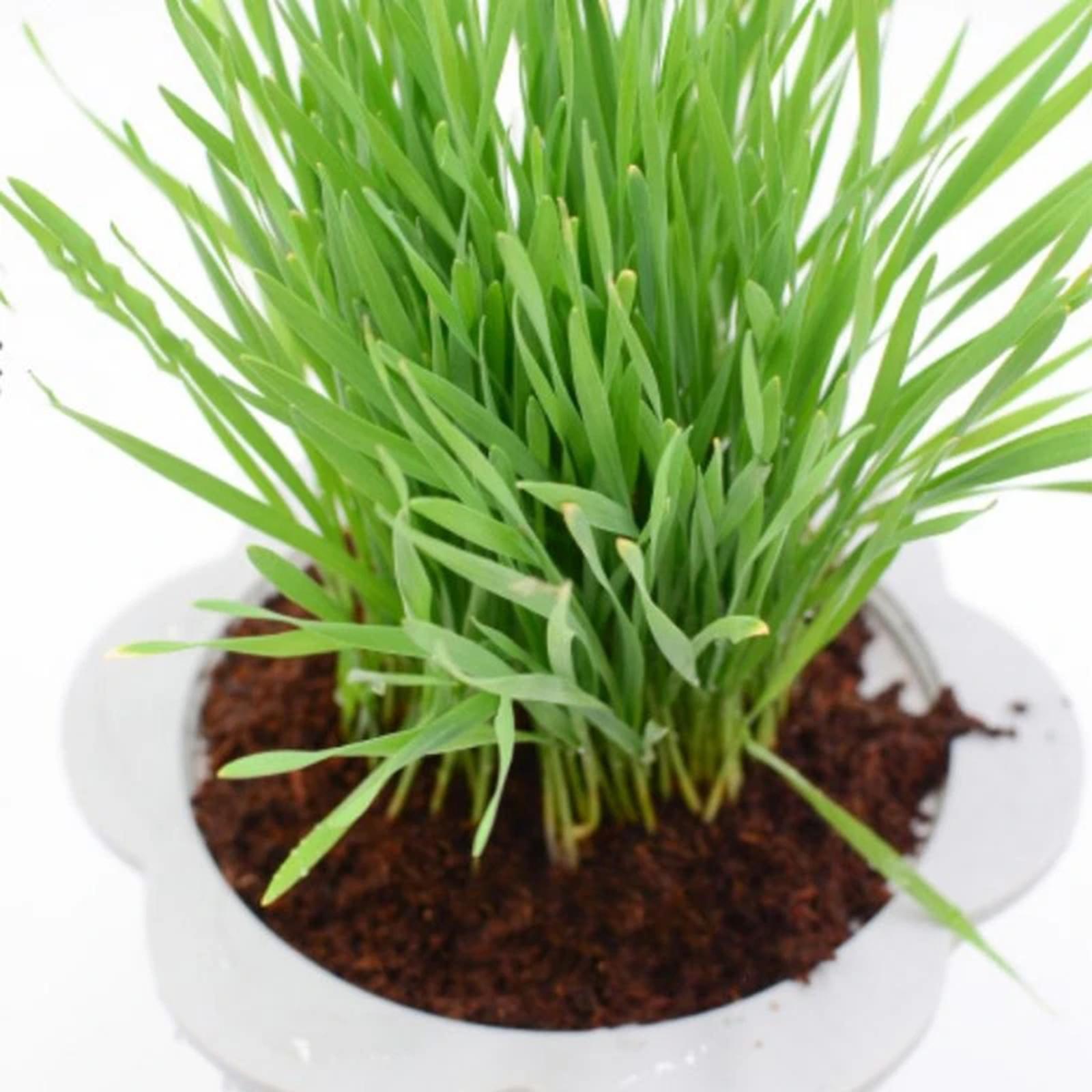Kokosvezel kokosblok, gecompri - Substrate Coconut Fiber recensie en prijs