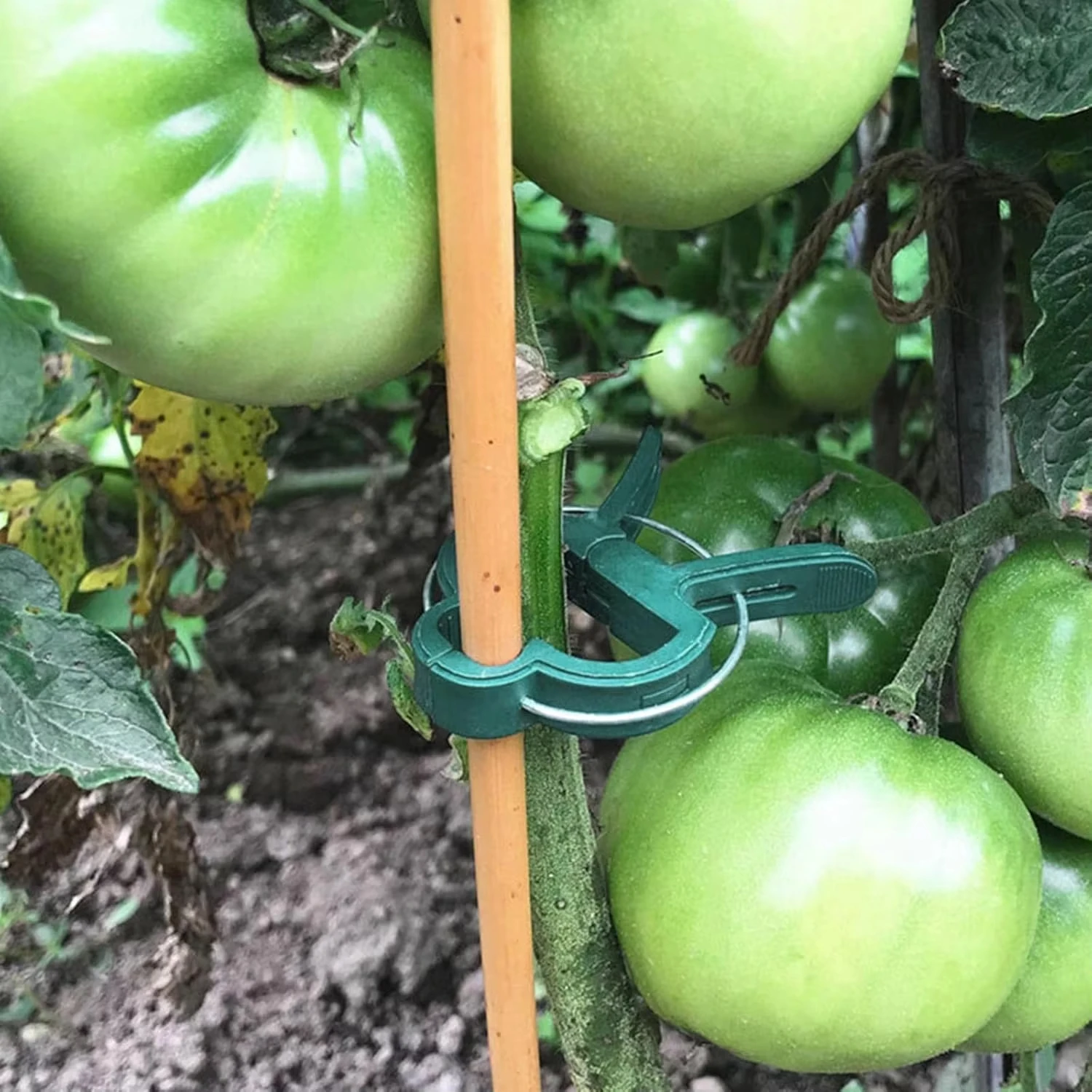 Plant Vaste Clips Herbruikbare - Vine Climbing Plastic recensie en prijs