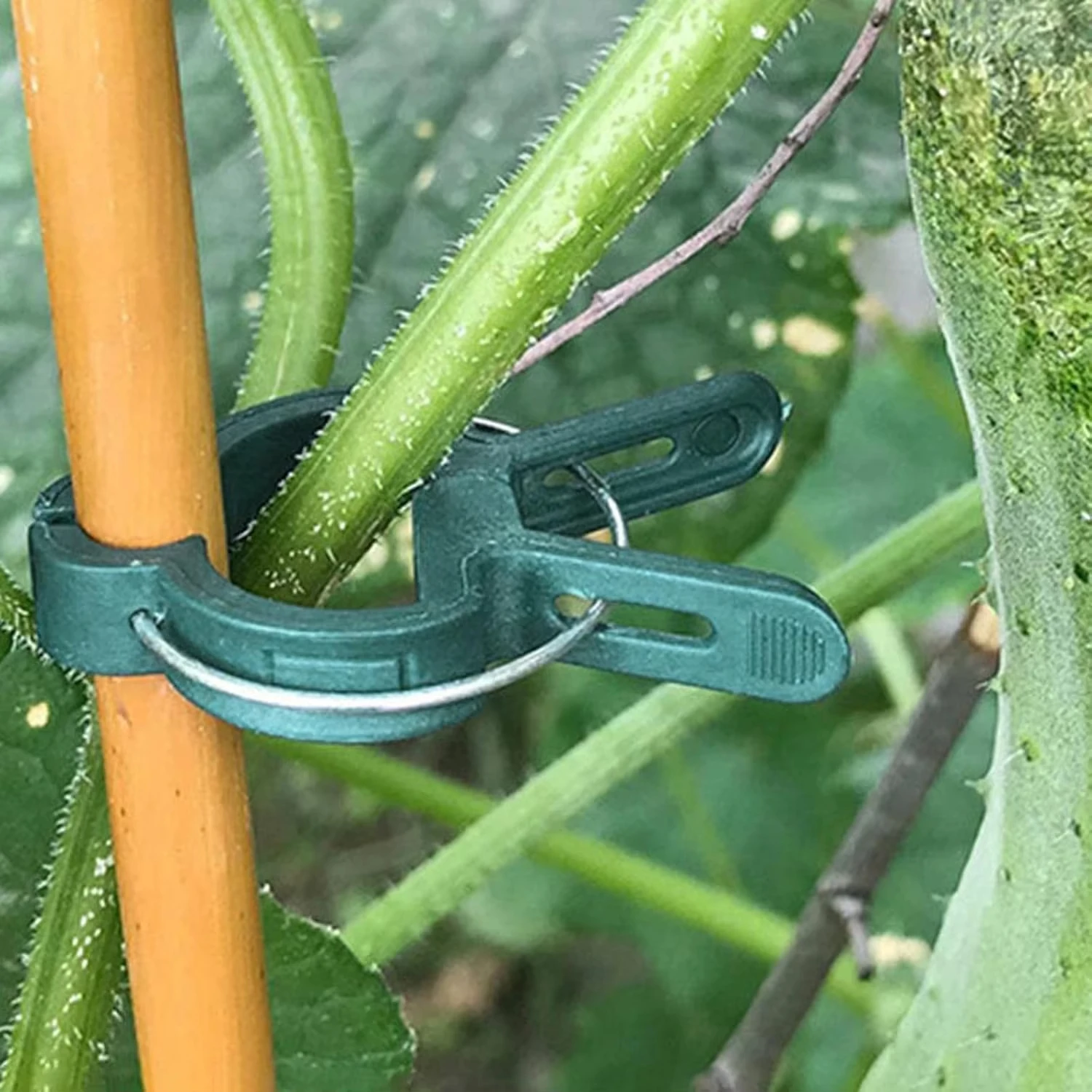 Plant Vaste Clips Herbruikbare - Vine Climbing Plastic recensie en prijs
